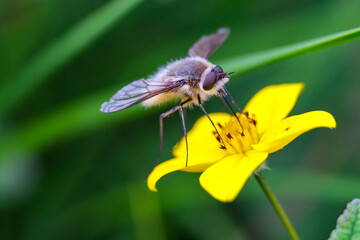 fly on a flower