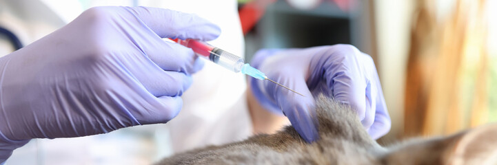 Gloved vet doctor making injection for cat in veterinary clinic.