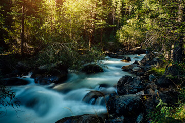Obraz premium Forest river landscape in Altai mountains, Siberia. Long exposure on a rapid stream flowing through rocks trees.