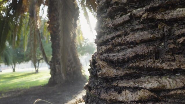 Corteza palmera, rayos de sol, ma&ntilde;ana gota de agua cae