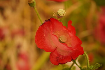 red poppy flowers in the garden