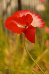 red poppy flowers in the garden