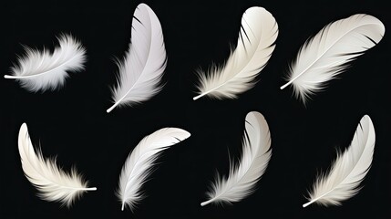 Obraz premium Clipart Bird Detailed Feather in Various Shapes on black background
