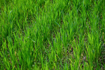 Green wheat field background. Close-up of green grass texture.