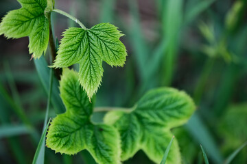 Young green leaves of raspberry in the grass. Shallow depth of field