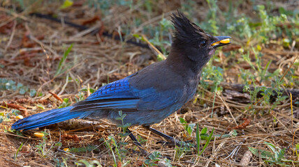 A Blue Stellar's Jay in a forrest