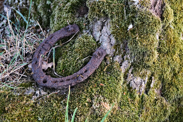 Old rusty horseshoe on the bark of an old tree.