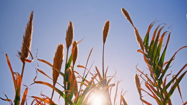 A picturesque field of tall grass with the golden sun shining