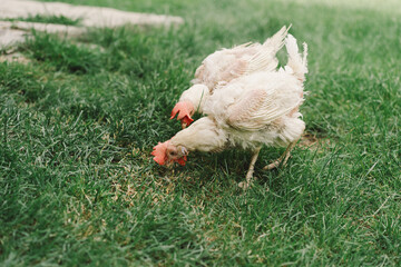 Sick chickens bald birds without feathers walk on a free range. Chickens without feathers