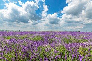 Obraz na płótnie Canvas Beautiful lavender field against blue cloudy sky