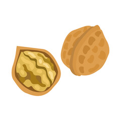 オニグルミ。フラットなベクターイラスト。
Japanese walnut. Flat designed vector illustration.
