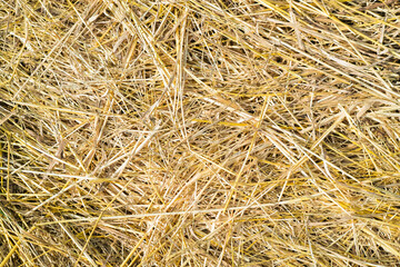 Background texture of dry straw, hay. The concept of harvesting in agriculture. Beige, yellow straw, hay. Abstract natural background for design, closeup, top view