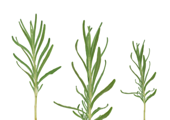 Lavender plant green stems with leaves isolated cutout on transparent