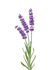 Three purple lavender flower stems isolated cutout on transparent