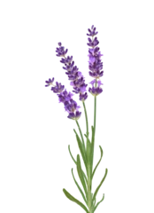 Foto op Canvas Three purple lavender flower stems isolated cutout on transparent © Julia