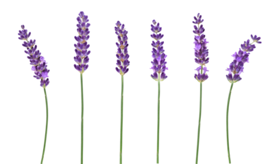 Multiple purple lavender flower stems isolated cutout on transparent
