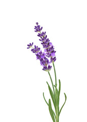 Two purple lavender flower stems with leaves isolated cutout on transparent