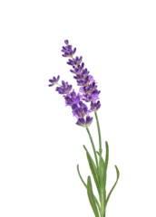 Foto op Plexiglas Two purple lavender flower stems with leaves isolated cutout on transparent © Julia