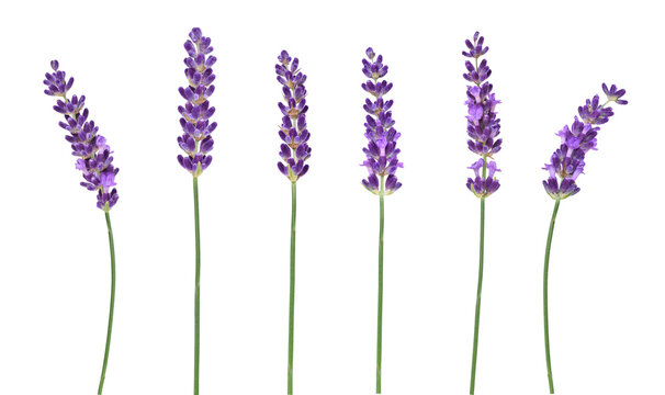 Multiple purple lavender flower stems isolated cutout on transparent