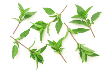 Basil plant pattern isolated on white background , top view , flat lay.