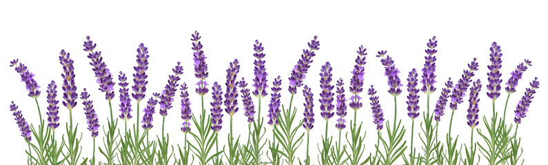 Purple lavender flowers web banner isolated cutout on transparent