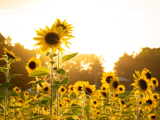 夏のひまわり畑、夕景_葛西臨海公園_向日葵