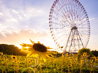 夏のひまわり畑、夕景_葛西臨海公園_向日葵