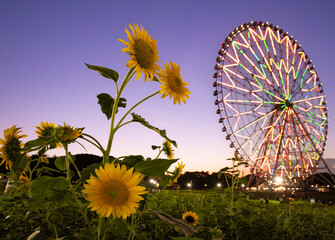夏のひまわり畑、夕景_葛西臨海公園_向日葵