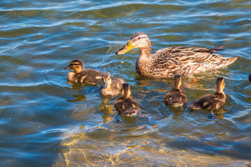 A family of ducks, a duck and its little ducklings are swimming in the water. The duck takes care of its newborn ducklings. Mallard, lat. Anas platyrhynchos