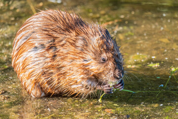 Wild animal Muskrat, Ondatra zibethicuseats, eats on the river bank