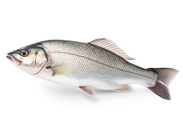 Obraz premium One fresh sea bass fish isolated on white background