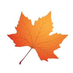 Maple ,Autumn leaf  yellow and green color isolated on white background illustration