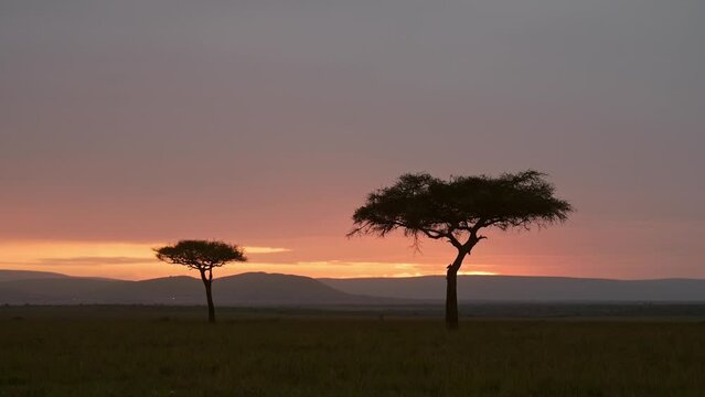 Beautiful scenery sunset before dusk with isolated acacia tree on the horizon African Nature in Maasai Mara National Reserve, Kenya, Africa Safari landscape in Masai Mara North Conservancy