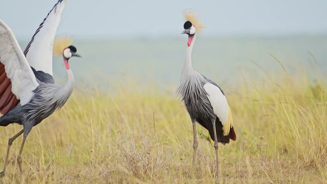 Slow Motion of Grey Crowned Crane Bird Dancing Mating and Displaying doing a Courtship Dance and Display to Attract a Female in Maasai Mara in Africa, African Safari Birdlife Wildlife Shot