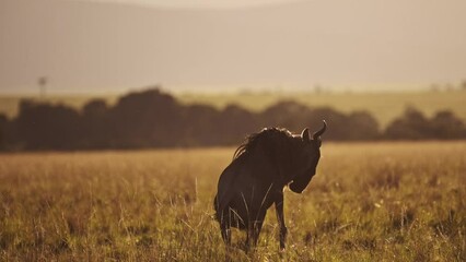 Slow Motion of African Wildlife, Wildebeest Jumping Leaping Playing Bucking and Having Fun, Happy Animals on Safari in Maasai Mara, Kenya, Africa in Beautiful Sunrise Light in Savannah Landscape