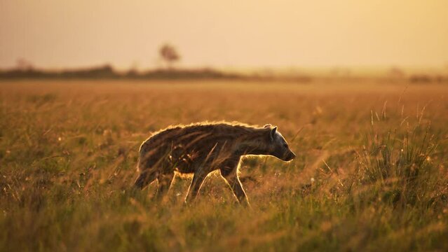 Slow Motion of African Wildlife Animal, Hyena walking in Beautiful Golden Sun Light in the Savanna Plains Under Masai Mara Sunrise Sky in Amazing Landscape Scenery in Orange Sunlight, Kenya, Africa