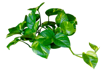 Epipremnum aureum (golden pothos) purifies air vining plant with heart-shaped leaves plant isolated on transparent background. PNG transparency