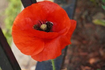red poppy flower