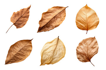 Collection of dried leaves isolated on transparent background
