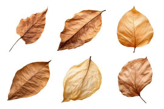Collection of dried leaves isolated on transparent background