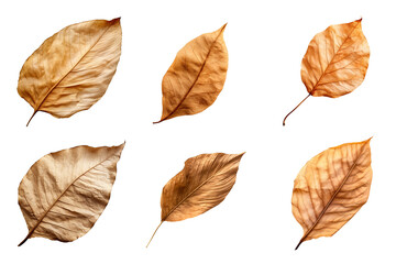 Collection of dried leaves isolated on transparent background