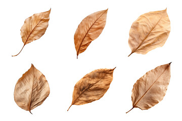 Collection of dried leaves isolated on transparent background
