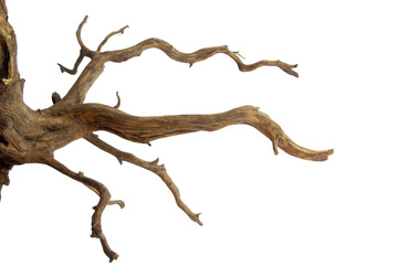Driftwood with a beautiful pattern root and figure isolated on transparent background. PNG...