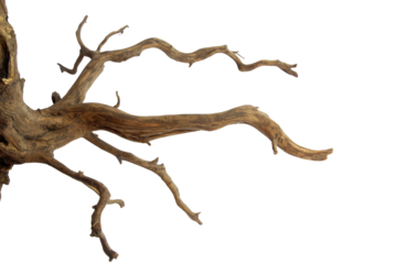 Driftwood with a beautiful pattern root and figure isolated on transparent background. PNG transparency