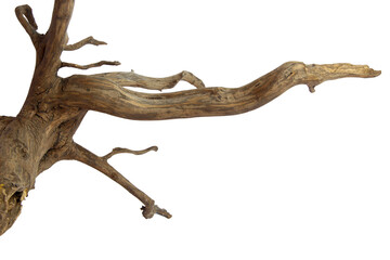 Brown driftwood for aquarium aquascaping design isolated on transparent background. PNG transparency - obrazy, fototapety, plakaty