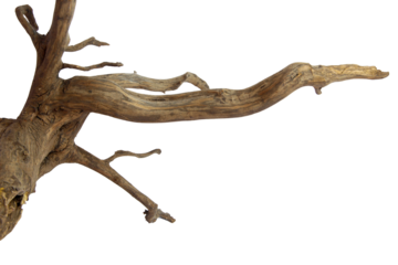 Brown driftwood for aquarium aquascaping design isolated on transparent background. PNG transparency