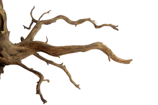 Driftwood with a beautiful pattern root and figure isolated on transparent background. PNG transparency