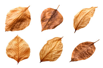 Collection of dried leaves isolated on transparent background
