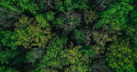 Woods background. Nature park. Aerial view. Environment protection. Emerald green wild dense...