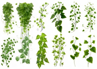 Set of various creeper plants